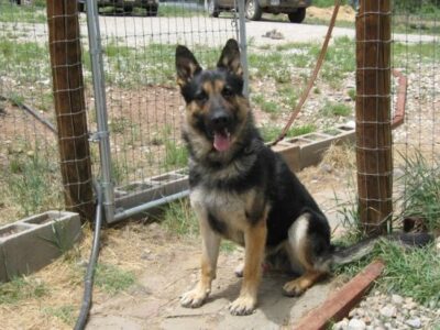 Homesteading With Canines Image